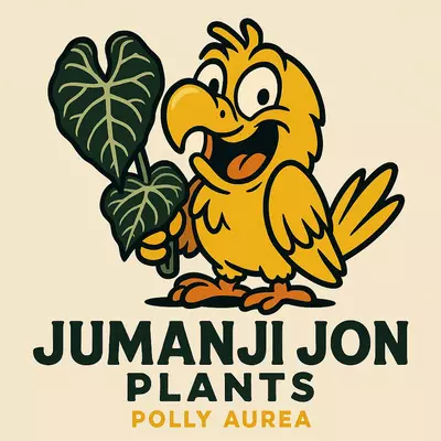 plant/Alocasia Polly Aurea Variegated-0-thumbnail