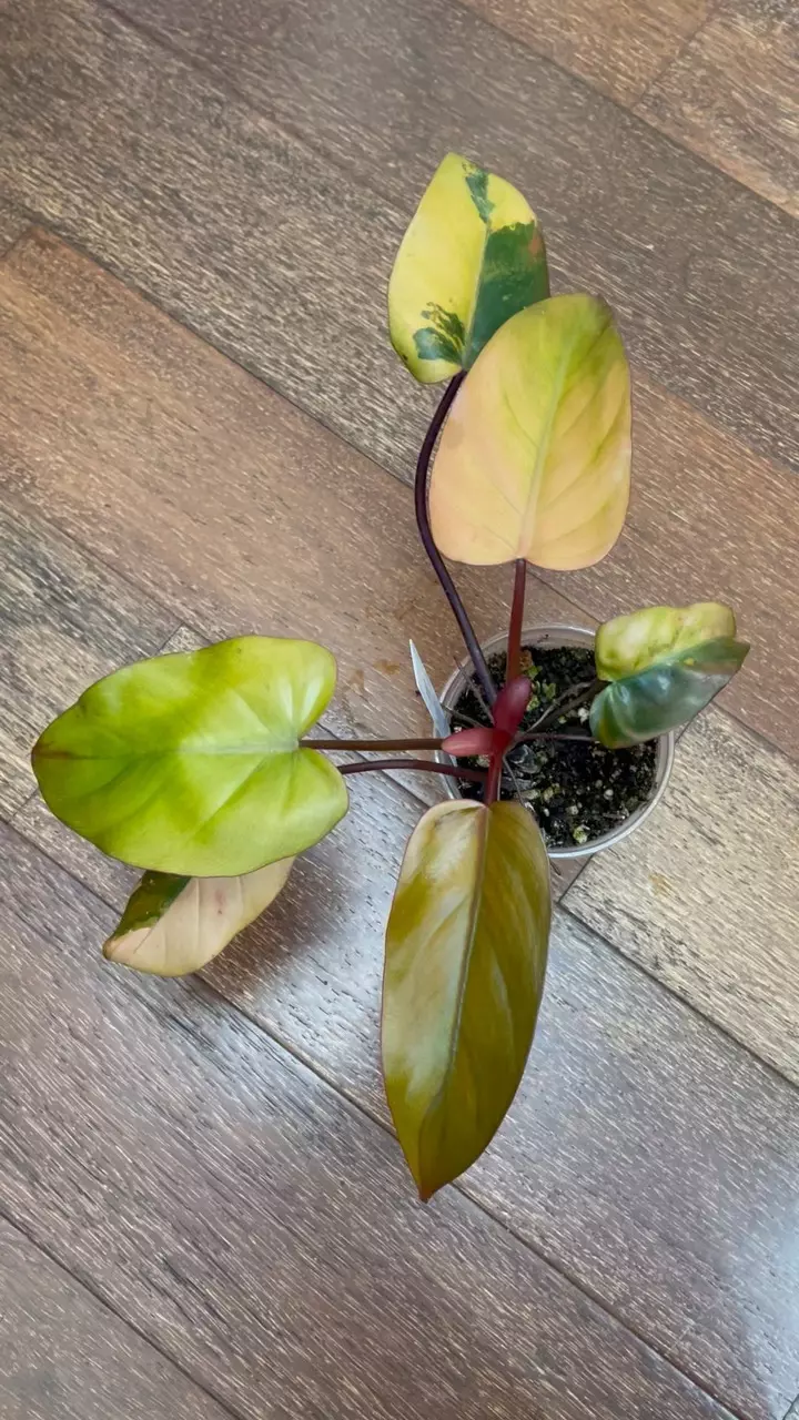 plant/Philodendron Dark Lord Variegated-1