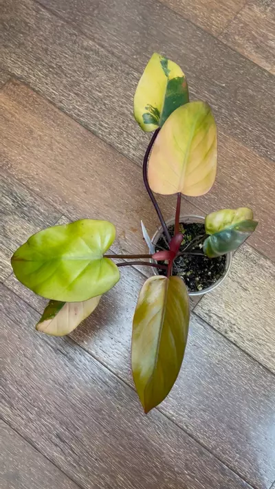 plant/Philodendron Dark Lord Variegated-1-thumbnail