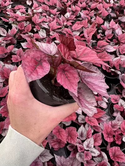 plant/Begonia Inca flame 4” pot growers choice-4-thumbnail