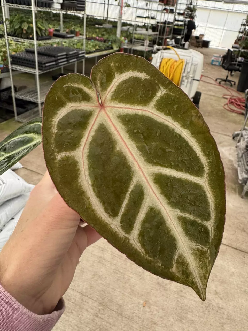 plant/Anthurium Magnificum x silver blush 4” pot growers choice-0