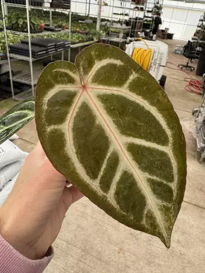 plant/Anthurium Magnificum x silver blush 4” pot growers choice-0-thumbnail