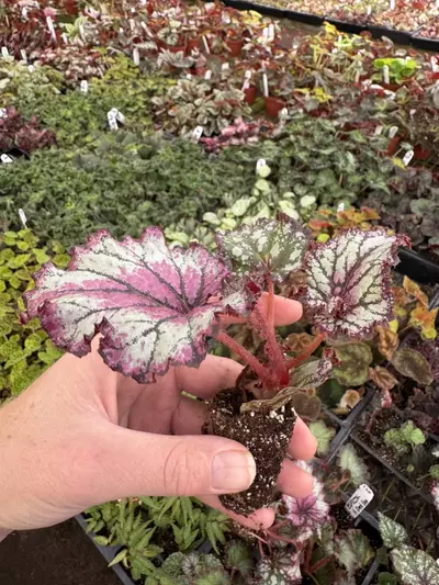plant/Harmony’s prismatic blush starter plant growers choice-5-thumbnail