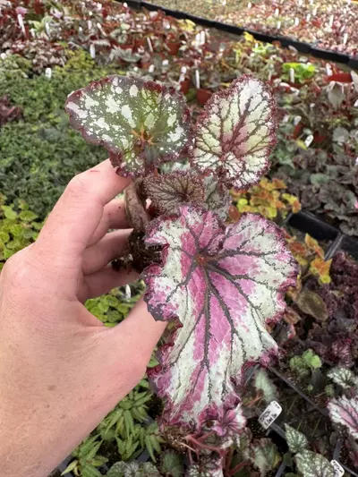 plant/Harmony’s prismatic blush starter plant growers choice-1-thumbnail