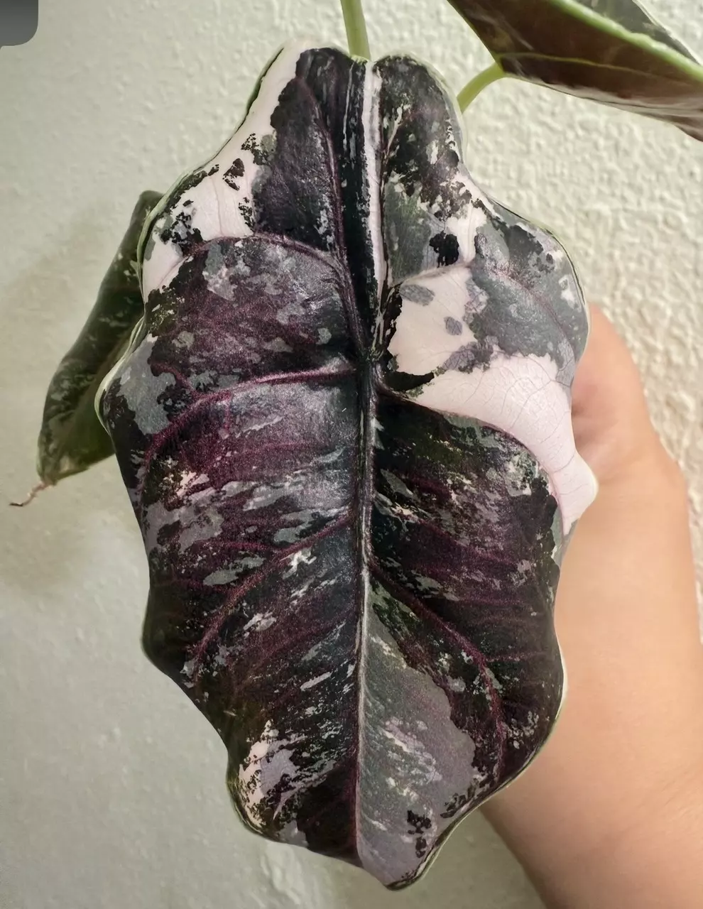 plant/Alocasia Azlanii Pink/Albo-2