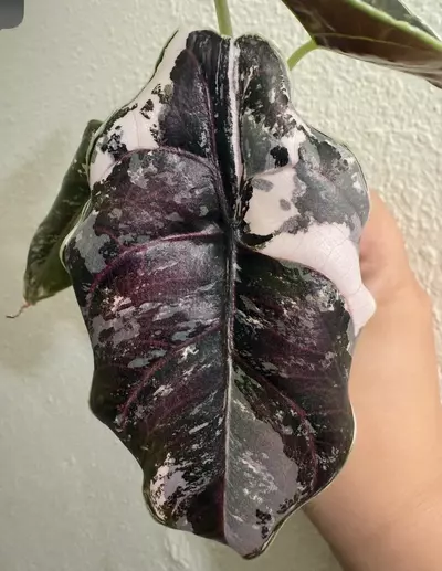 plant/Alocasia Azlanii Pink/Albo-2-thumbnail