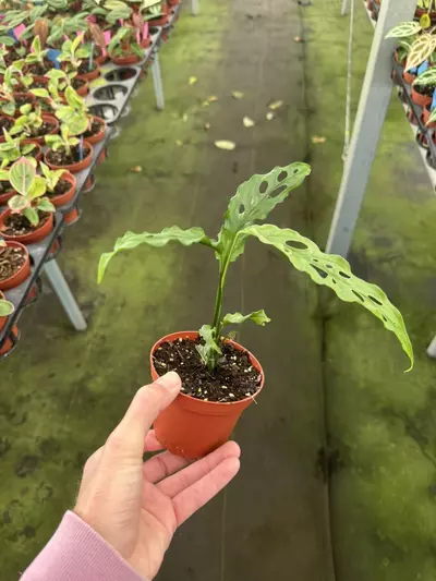 plant/Monstera obliqua Peru 4” pot growers choice-3-thumbnail