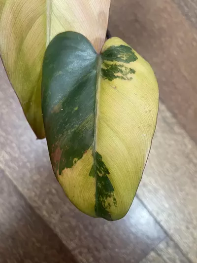 plant/Philodendron Dark Lord Variegated-2-thumbnail