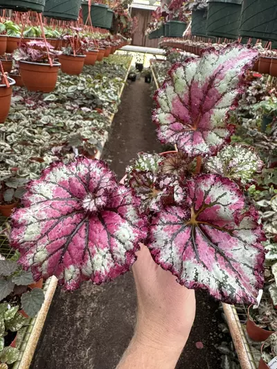 plant/Harmony’s prismatic blush 4” pot growers choice-3-thumbnail