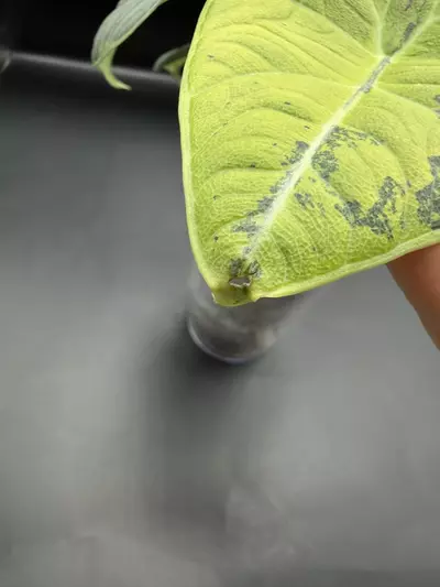 plant/Alocasia Maharani Lemon Lime-5-thumbnail