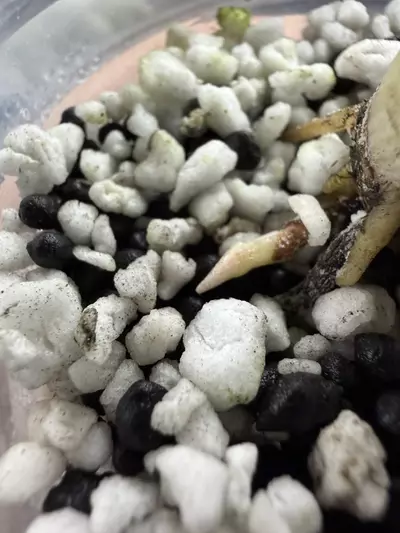 plant/Alocasia Maharani Lemon Lime-4-thumbnail