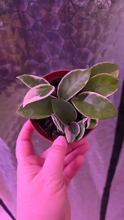 plant/Krimson Queen Hoya-0-thumbnail