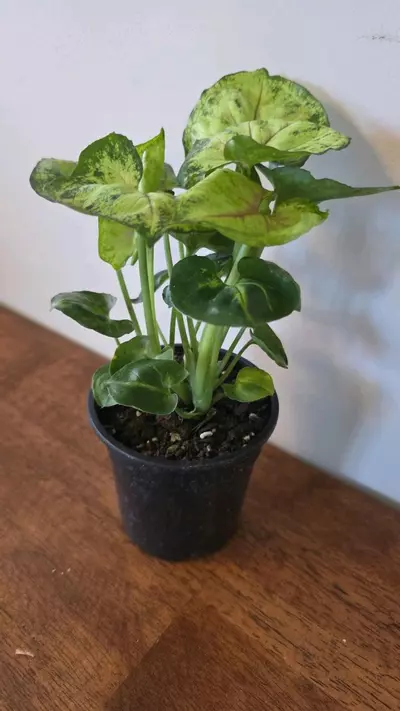 plant/Bob Allusion Syngonium-1-thumbnail