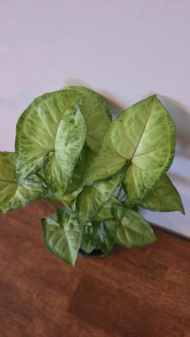 plant/Berry Allusion Syngonium-0