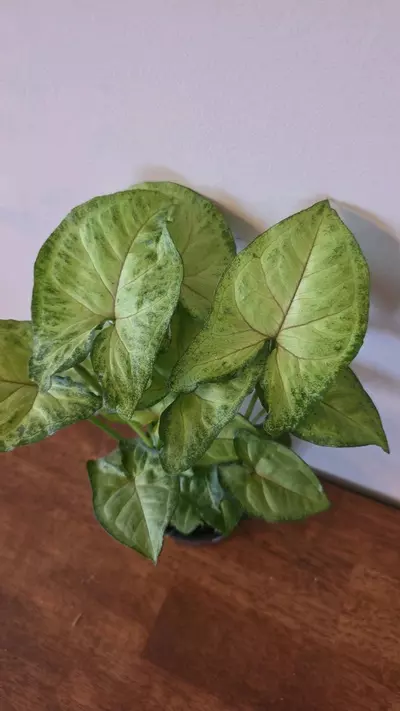 plant/Berry Allusion Syngonium-0-thumbnail