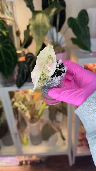 plant/Corm Grown Azlanii Pink Albo-0-thumbnail