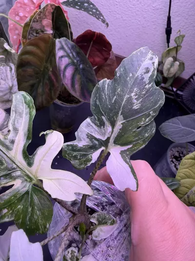 plant/Alocasia Brancifolia Albo (2 plants)-2-thumbnail