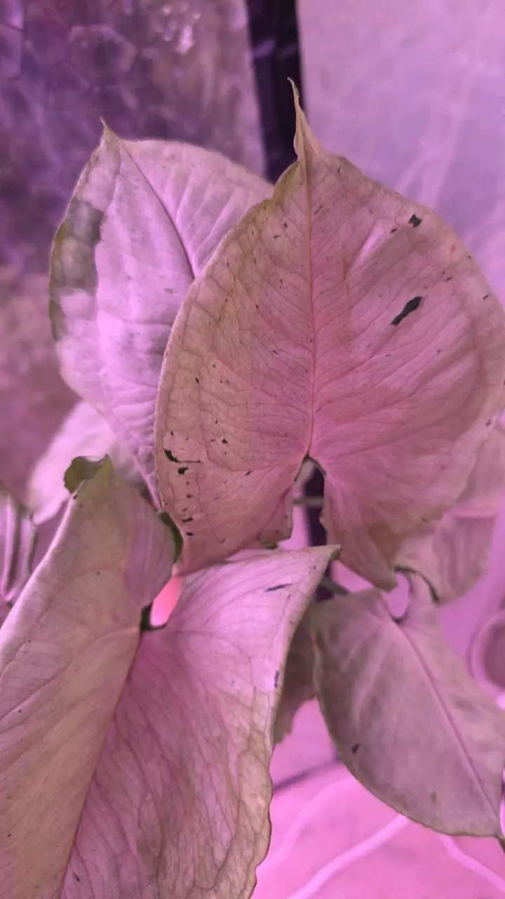 plant/Green Splash Syngonium-2