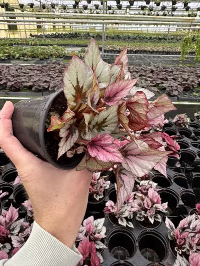 plant/Begonia Indian summer 4” pot growers choice-4-thumbnail