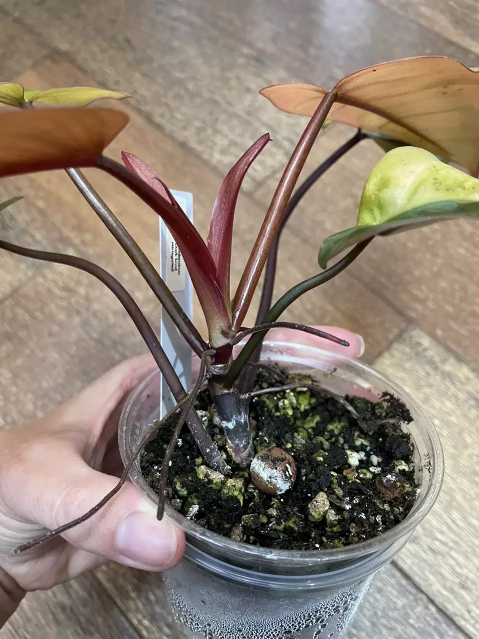 plant/Philodendron Dark Lord Variegated-8