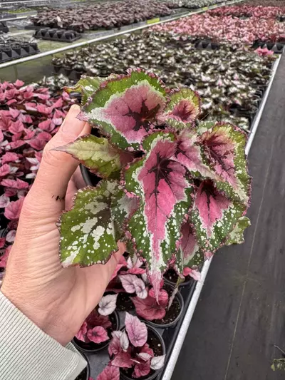 plant/Begonia Alaska creek 4” pot growers choice-2-thumbnail