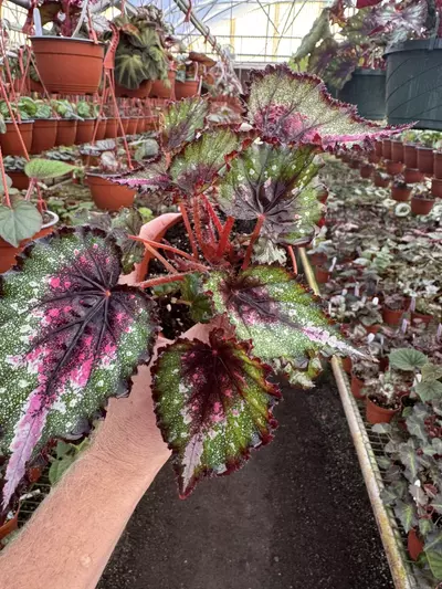 plant/Harmony’s begonia ends in pink 4” pot growers choice-2-thumbnail