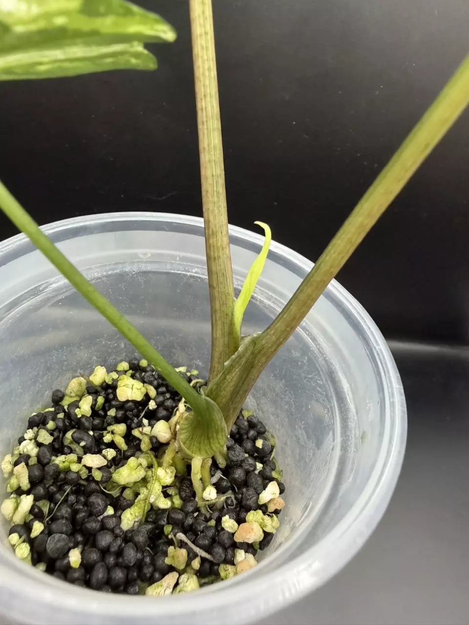 plant/Alocasia Simpo Albo-1