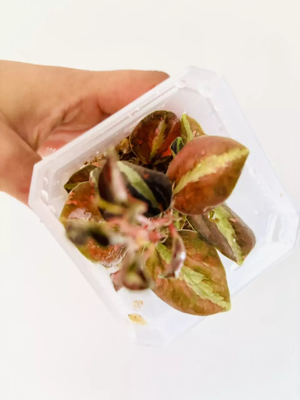 plant/Peperomia metallica creme brulee plant--1