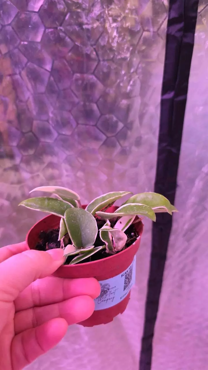 plant/Krimson Queen Hoya-1