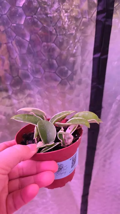 plant/Krimson Queen Hoya-1-thumbnail
