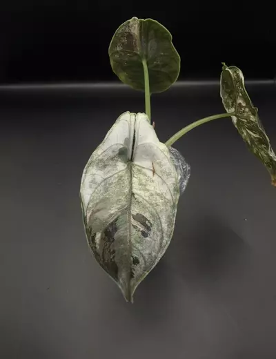 plant/Alocasia Azlanii Pink/Albo-4-thumbnail