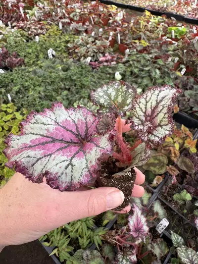 plant/Harmony’s prismatic blush starter plant growers choice-4-thumbnail