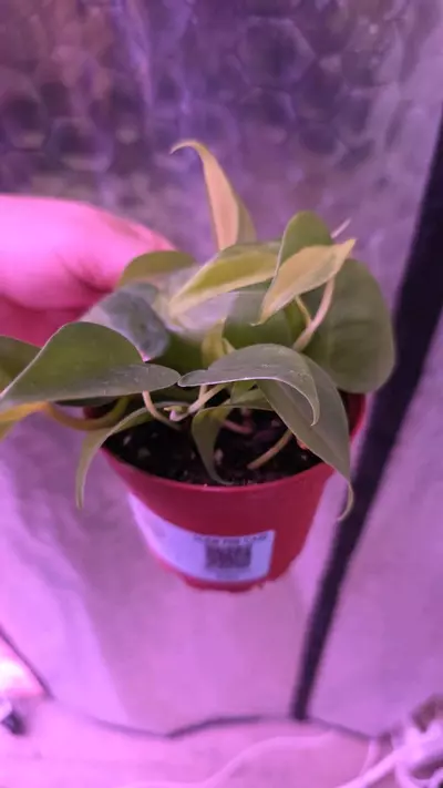 plant/Brasil Philodendron-1-thumbnail