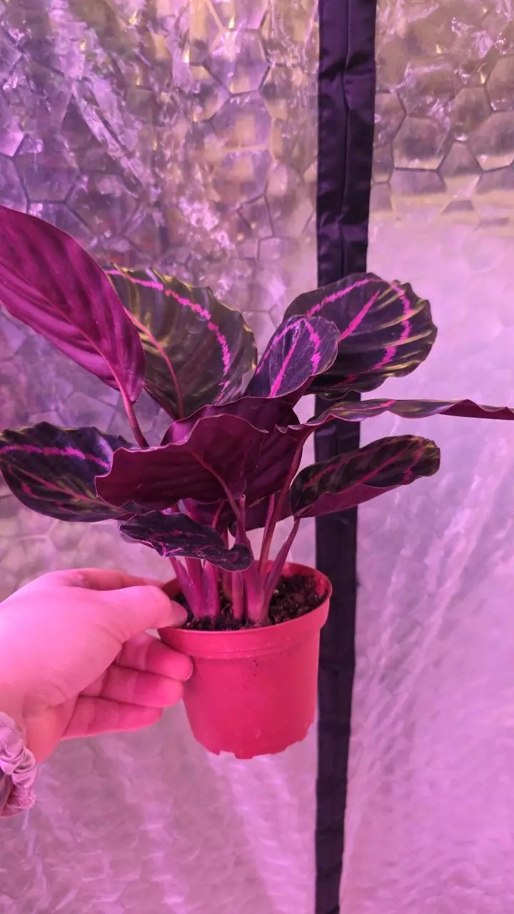 plant/Dottie Calathea-1
