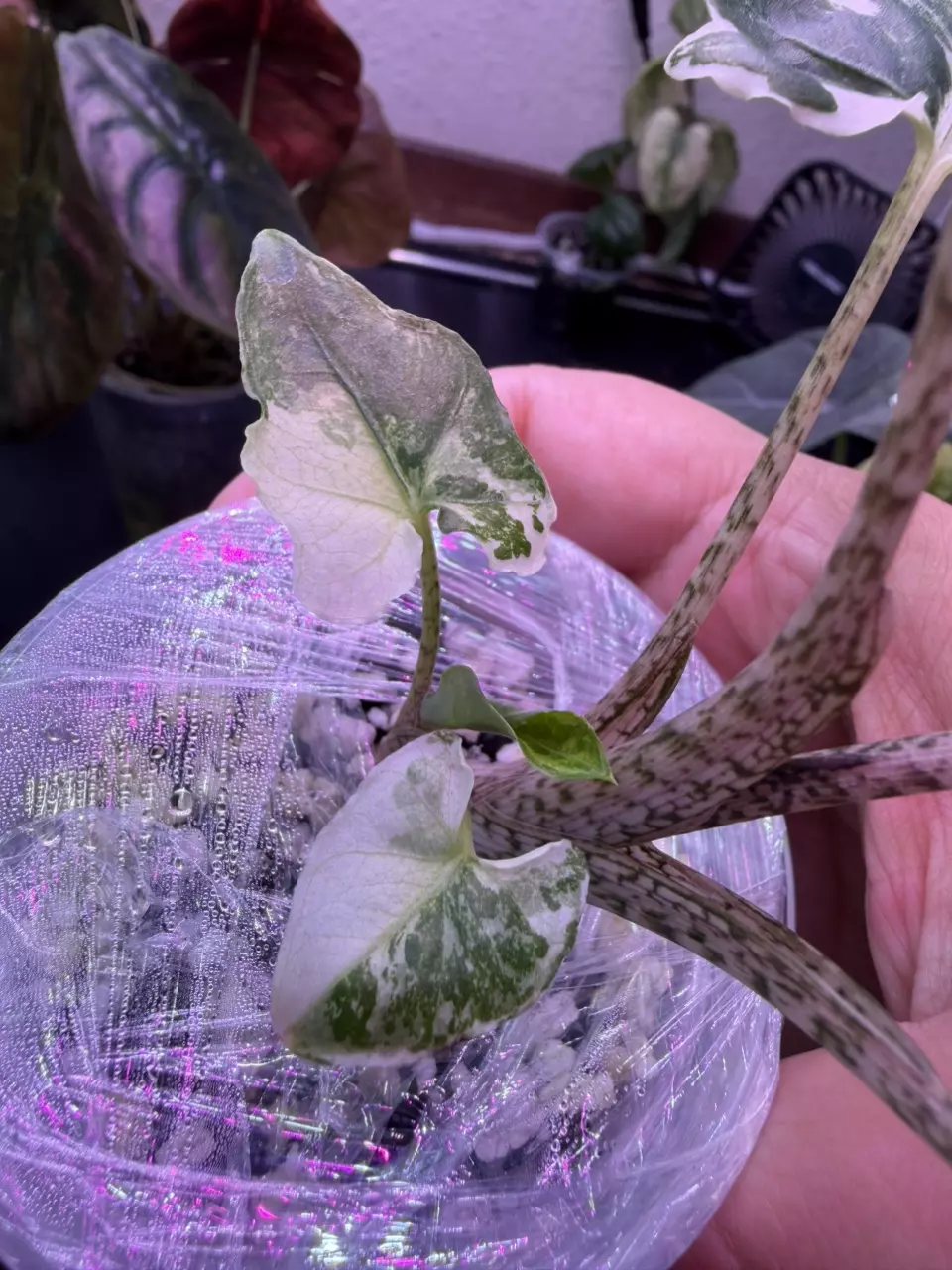 plant/Alocasia Brancifolia Albo (2 plants)-4