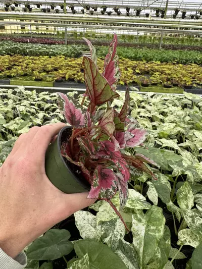 plant/Begonia Maui sunset 4” pot growers choice-4-thumbnail