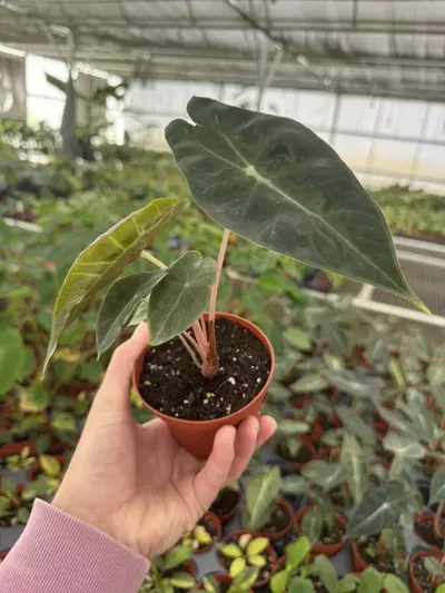 plant/Alocasia Nairobi nights 4” pot growers choice-3-thumbnail