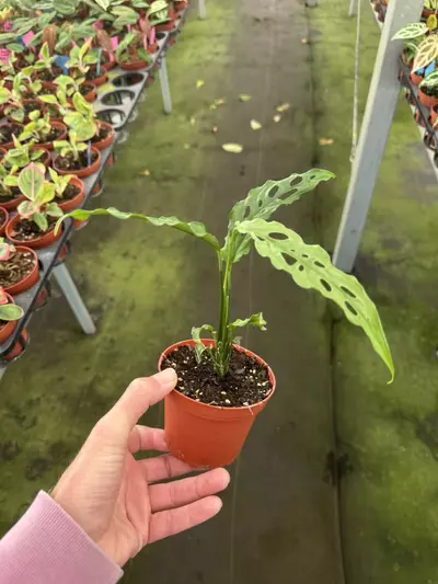 plant/Monstera obliqua Peru 4” pot growers choice-4-thumbnail