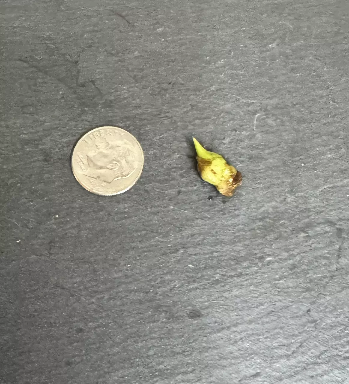 plant/Alocasia Acuminata Albo Corm-1