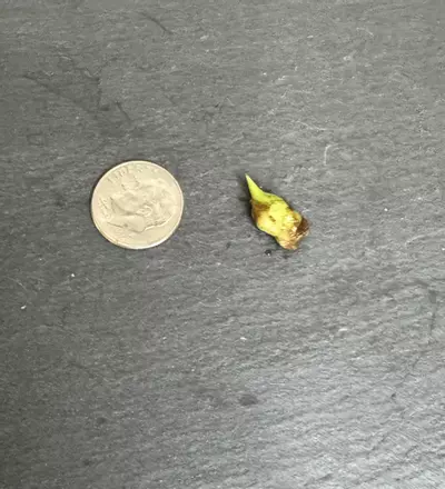 plant/Alocasia Acuminata Albo Corm-1-thumbnail