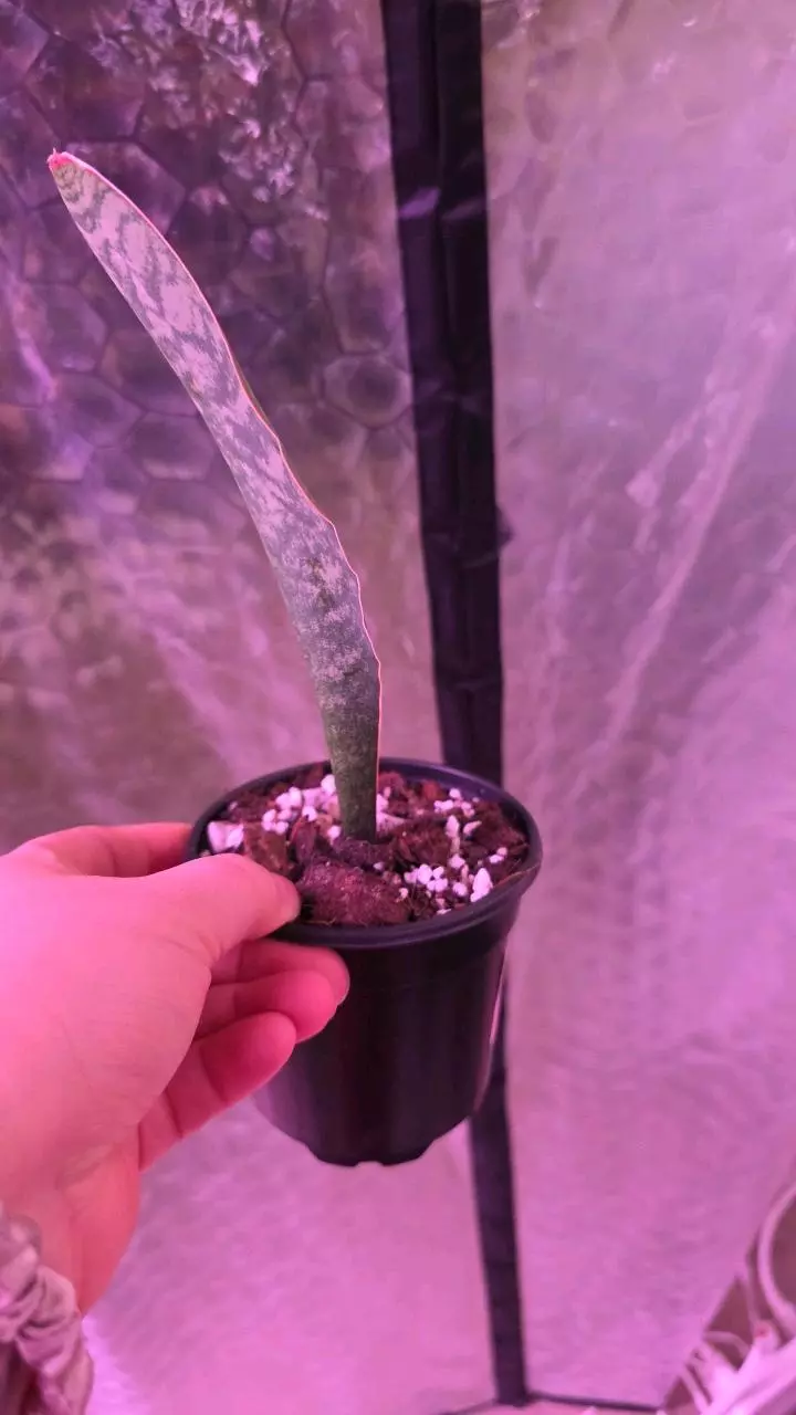 plant/Whale Fin Sansevieria-1