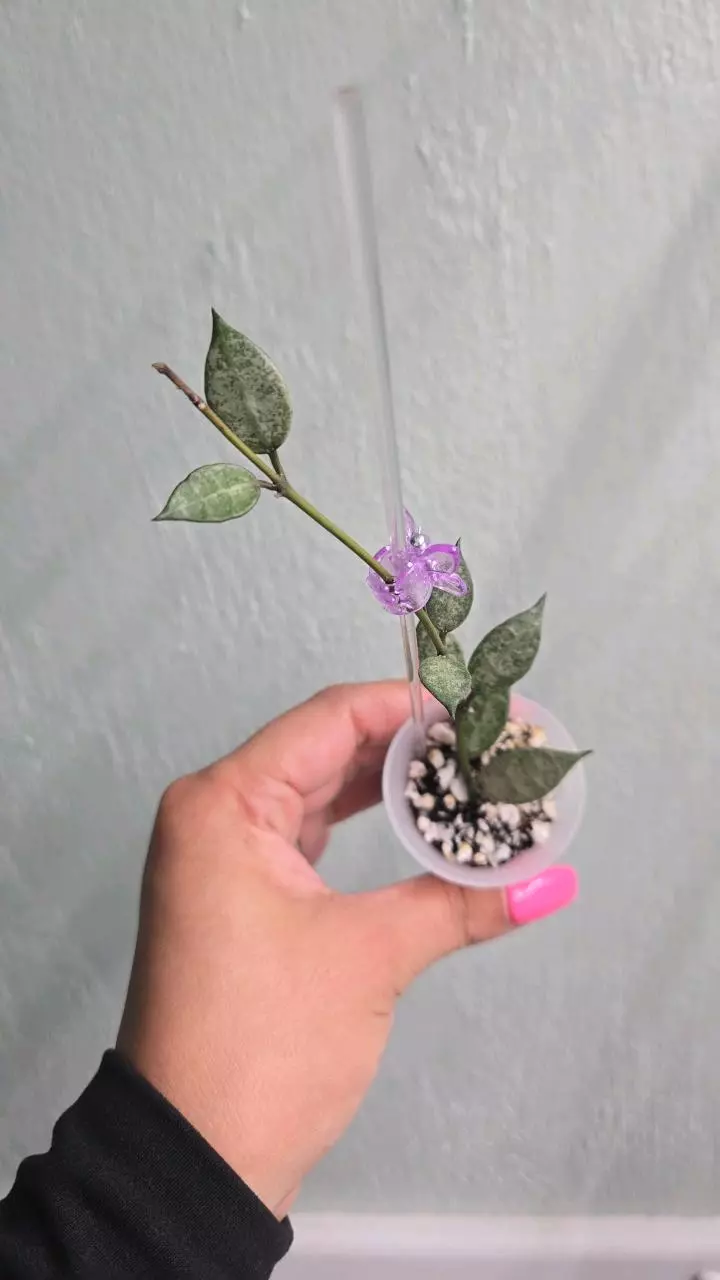 plant/Hoya Lacunosa 'White Pearl' #D 2234-0