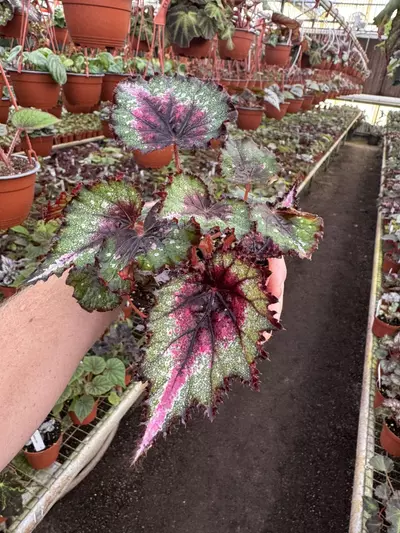 plant/Harmony’s begonia ends in pink 4” pot growers choice-4-thumbnail