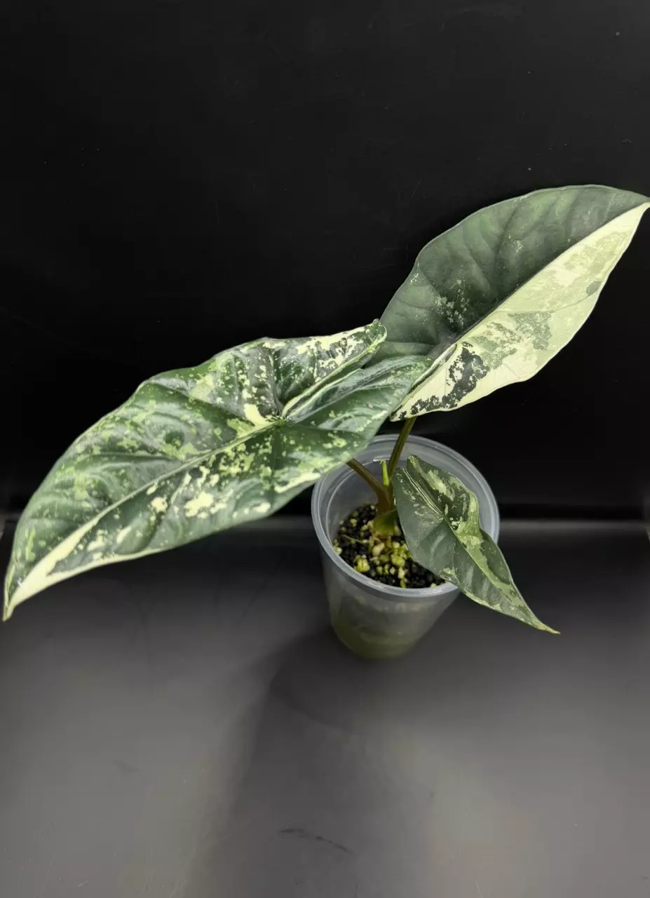 plant/Alocasia Simpo Albo-0