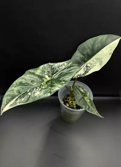 plant/Alocasia Simpo Albo-0-thumbnail