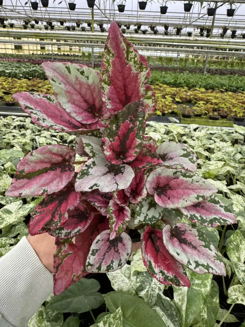 plant/Begonia Maui sunset 4” pot growers choice-0