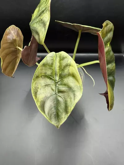 plant/Alocasia Cuprea Caraml Latte-3-thumbnail