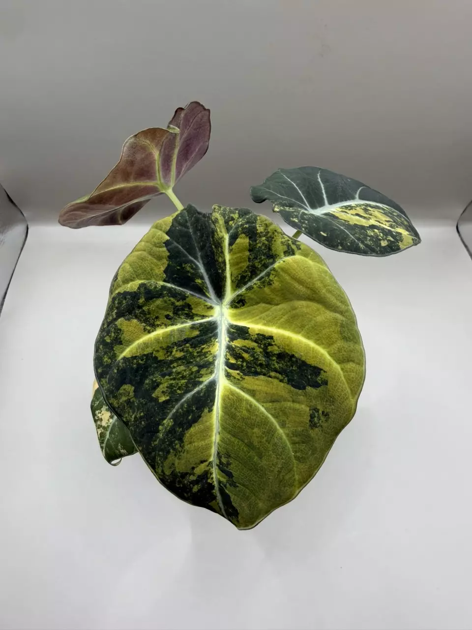 plant/Alocasia Black Velvet Gold-0