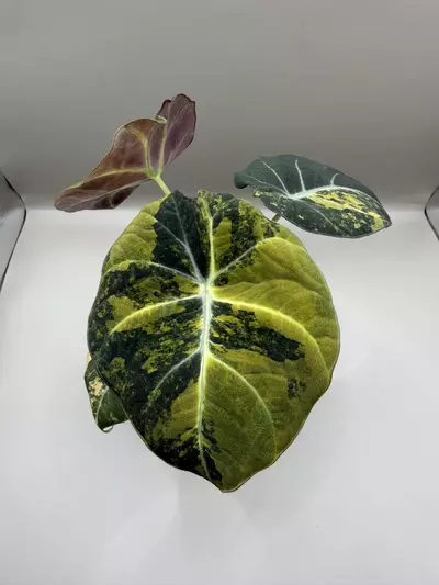 plant/Alocasia Black Velvet Gold-0-thumbnail