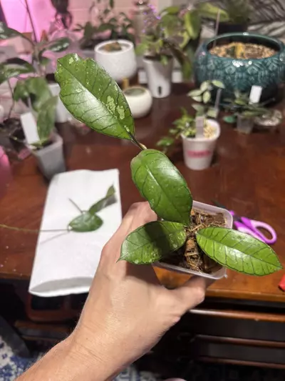 plant/#265 Hoya Gunung Gading Low rooted in coco-0-thumbnail